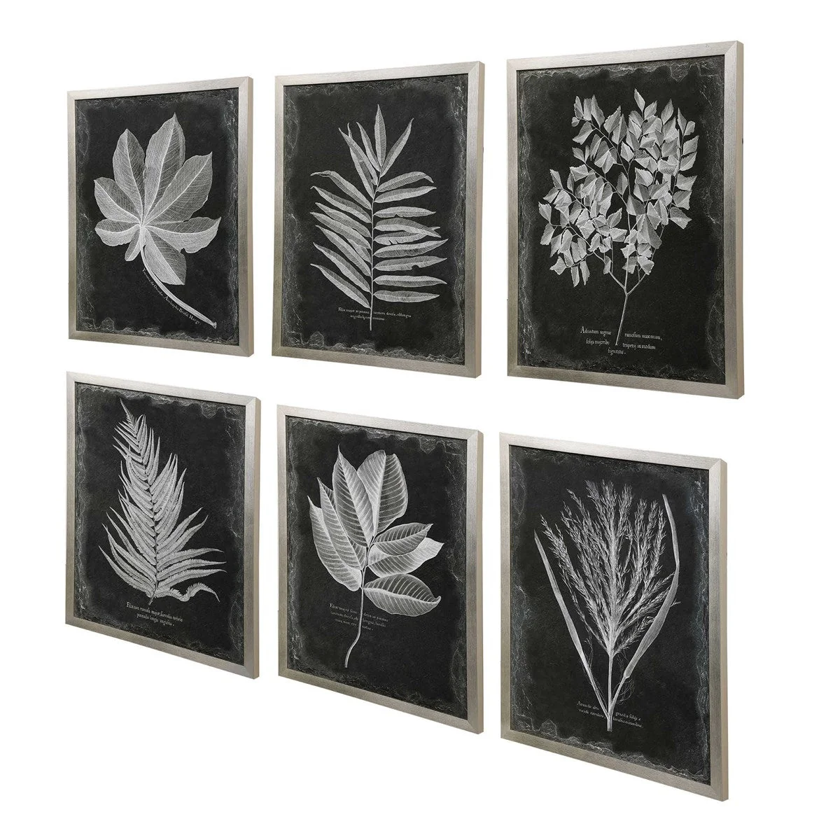 Uttermost Foliage Botanical Black and White Set of 6 Framed Prints - Image 4